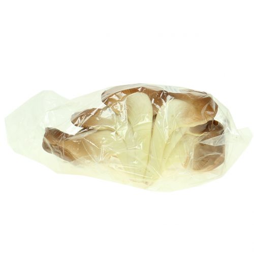Floristik24 Austernseitling Deko Pilz Braun 12cm x 19cm