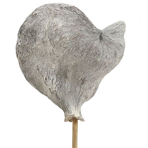 Artikel Badam am Stiel weißgewaschen 12cm L55cm 23 St