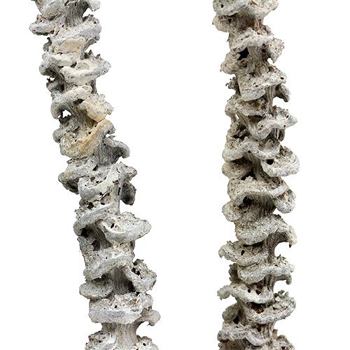 Artikel Banana Stem Weiß gewaschen 20 St