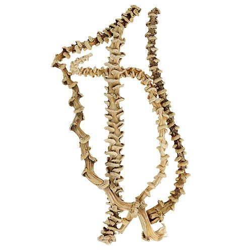 Floristik24 Banana Stem gebleicht 20 St