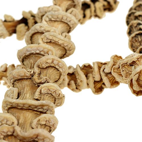 Floristik24 Banana Stem gebleicht 20 St