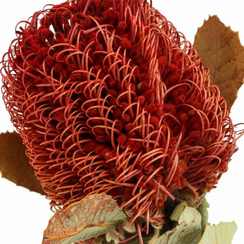 Floristik24 Banksia Baxteri Banksie Exoten Trockenblumen Rot 10 St