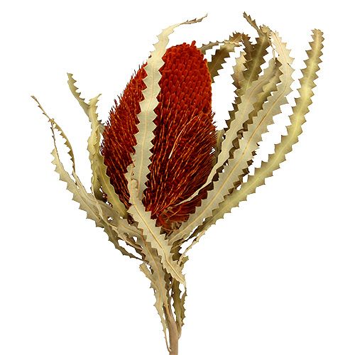 Banksia Hookerana Orange 7St