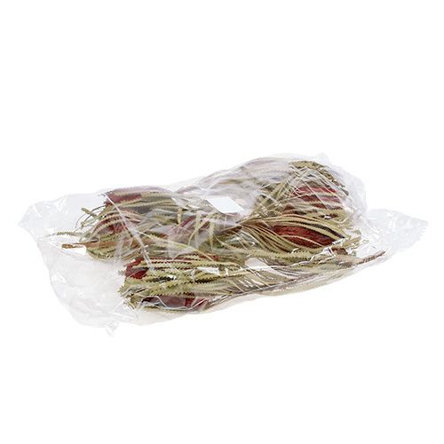 Floristik24 Banksia Hookerana rot 7 St