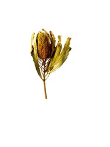 Floristik24 Banksia Hookerana gelb 7St