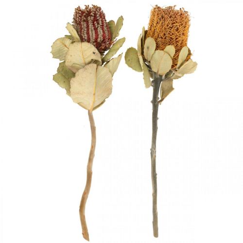 Floristik24 Banksia coccinea Trockenblumen Natur 10 St