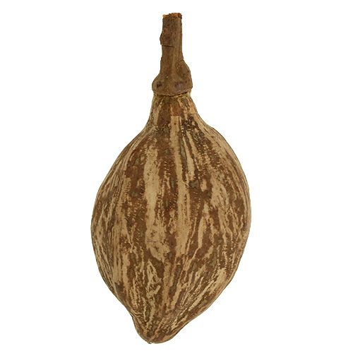 Floristik24 Baobab Frucht geschält 15cm - 20cm Natur 5 St