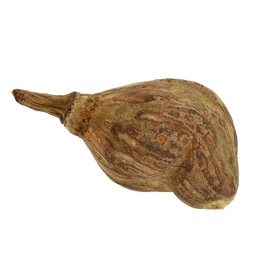 Floristik24 Baobab mini geschält Natur 8cm - 12cm 250g