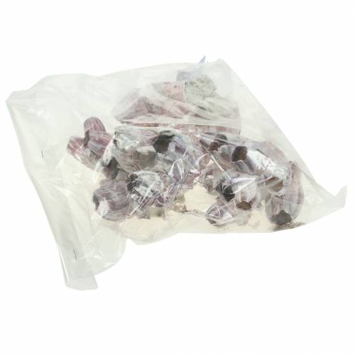 Floristik24 Dekomuschel Seepocken Natur 12-16cm 3 St