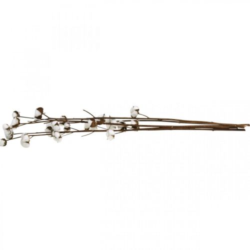 Floristik24 Baumwollzweig, Baumwolle Dekozweig, Echte Baumwolle L80cm 5 St