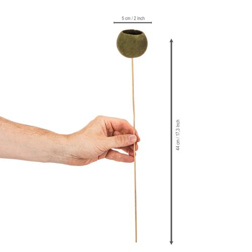 Bell Cup am Stiel Grün Getrocknete Exoten 5cm 15St | Floristik24.de
