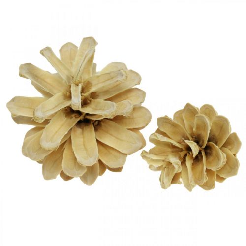 Floristik24 Bergkiefernzapfen klein Creme 1kg