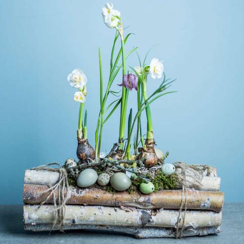 Floristik24 Birkenäste gebündelt Natur 30cm 8 St