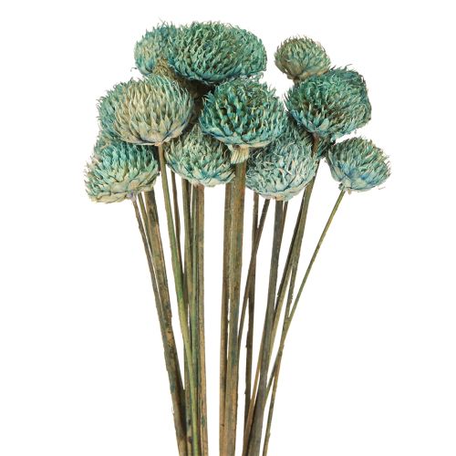 Black Daisy Gefärbte Trockenblumen Blau H38-40cm 20 St