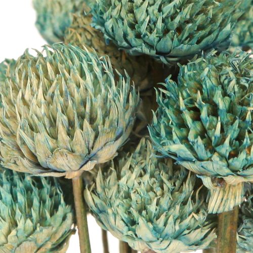 Floristik24 Black Daisy Gefärbte Trockenblumen Blau H38-40cm 20 St