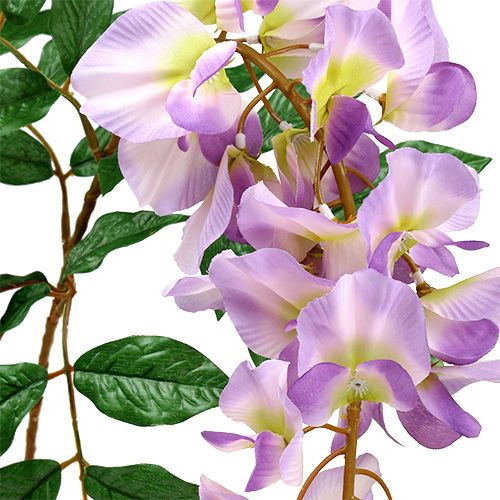 Floristik24 Blauregen Wisteria L104cm