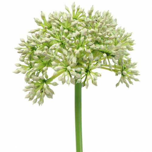 Artikel Allium künstlich Weiß 55cm