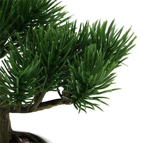 Floristik24 Bonsaibaum im Topf 19cm 1St