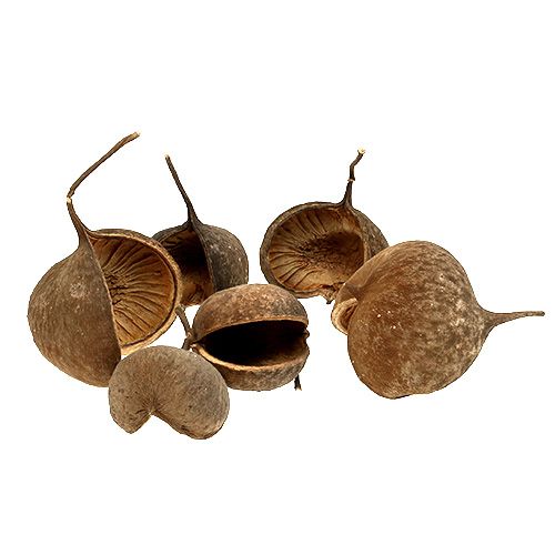Floristik24 Buddha Nut Natur 15 St