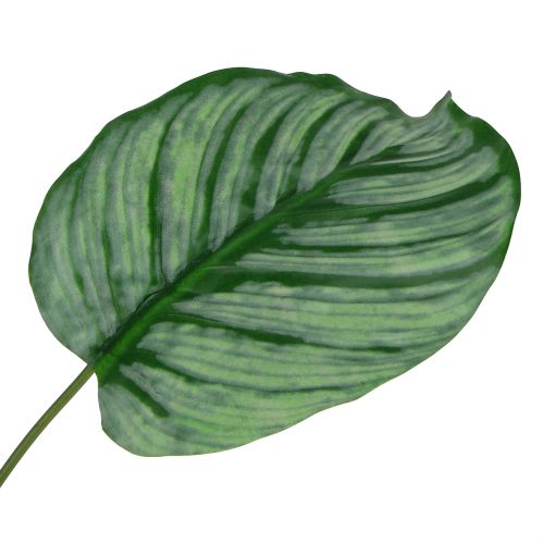 Floristik24 Deko-Blatt, Calathea Blatt 6St