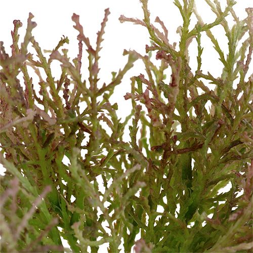 Floristik24 Calocephalus Rosa/Grün 21,5cm