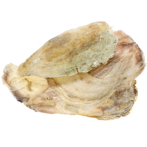 Capiz-Muscheln Natur 10cm – 14cm 1kg