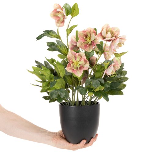 Helleborus künstlich Topfpflanze Christrose für Wohnraumdeko 50cm | Floristik24.de