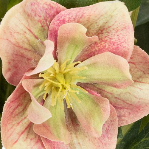 Helleborus künstlich Topfpflanze Christrose für Wohnraumdeko 50cm | Floristik24.de