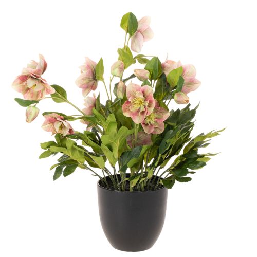 Helleborus künstlich Topfpflanze Christrose für Wohnraumdeko 50cm | Floristik24.de