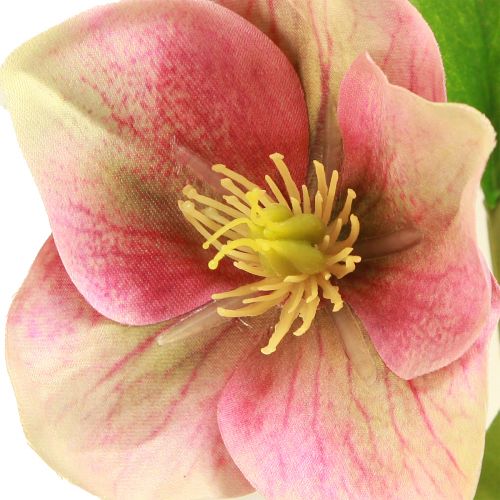 Floristik24 Eleganter Strauß Rosa Christrosen – 35 cm 6 St.