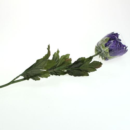 Floristik24 Chrysantheme Lila 74cm