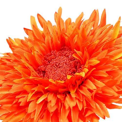Artikel Chrysantheme Teddy 63cm Orange