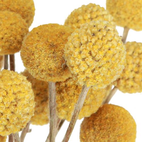 Floristik24 Craspedia Trommelstöckchen Trockendeko Natur 45cm 25 St