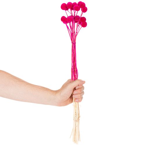 Craspedia Trockenblumen Bund für Floristik 55cm 20St | Floristik24.de