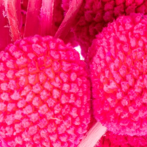 Craspedia Trockenblumen Bund für Floristik 55cm 20St | Floristik24.de
