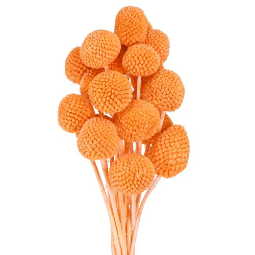 Artikel Craspedia gebleicht Trockenblumen Orange Deko 50-55cm 20St