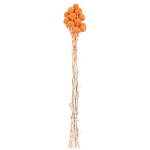 Artikel Craspedia gebleicht Trockenblumen Orange Deko 50-55cm 20St