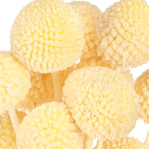 Artikel Craspedia Trockenblumen Creme Dekoration 20 Stk 50-55cm
