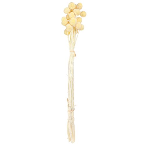 Artikel Craspedia Trockenblumen Creme Dekoration 20 Stk 50-55cm