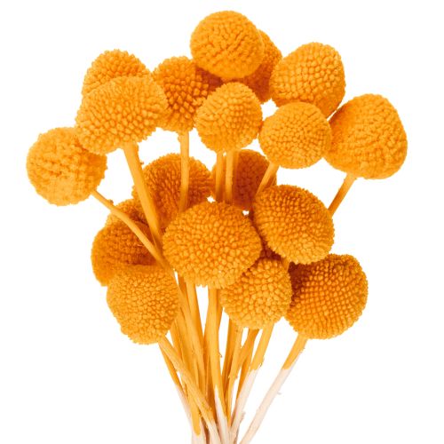 Craspedia Trockenblumen Strauß 55cm 20St