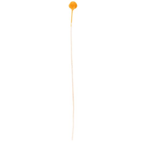 Craspedia Trockenblumen Strauß 55cm 20St | Floristik24.de