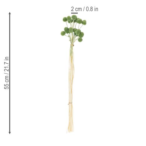 Artikel Trockenblumen Craspedia Kugeln für stilvolle Herbstdekorationen 55cm 20St