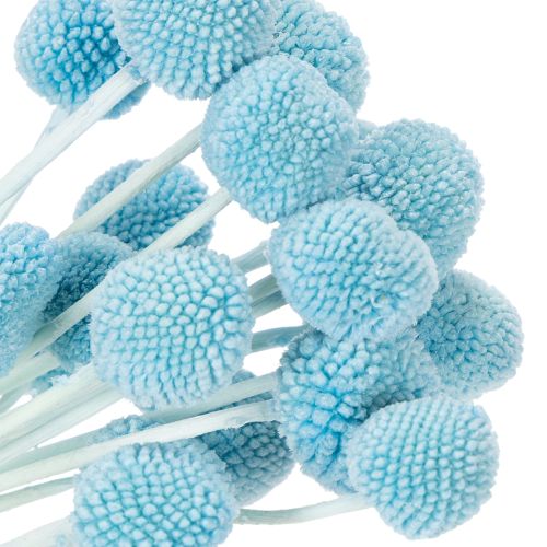 Artikel Craspedia Trockenblumen Deko für Vase minimalistischer Stil Haltbare Sommerdeko 55cm 20St