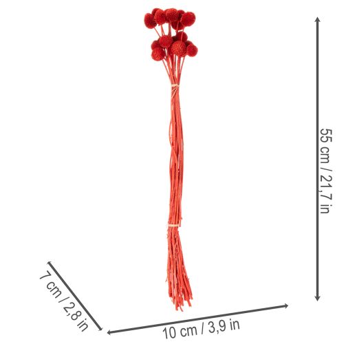 Trockenblumen Craspedia gefärbt mit langem Stiel 55cm 20St | Floristik24.de
