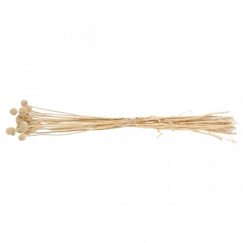 Floristik24 Craspedia getrocknet Creme Trommelstöckchen Trockenfloristik 20 St