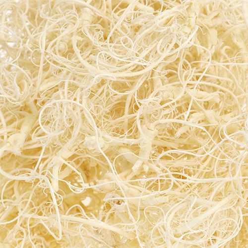 Floristik24 Curly Moos gebleicht 350g