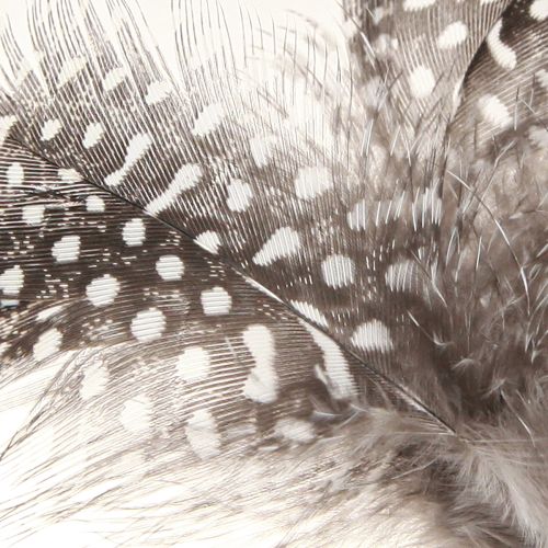 Artikel Deko Federn Perlhuhn gepunktet am Stab Natur L35cm 12 St