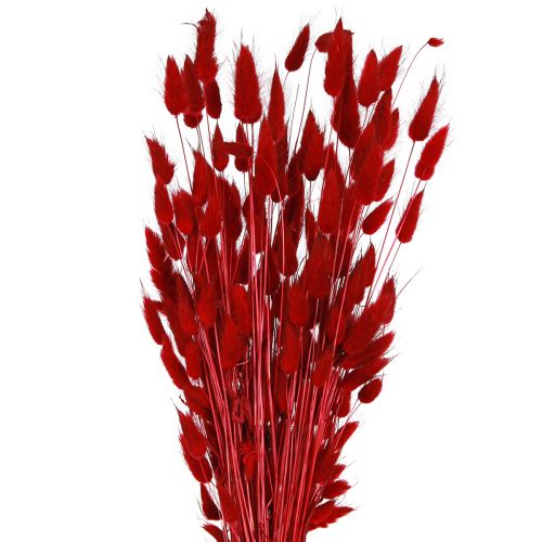 Floristik24 Deko Gras Rot Lagurus Trockenblumen Hasenschwanzgras 50g