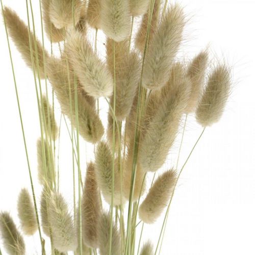 Artikel Lagurus Trockenblumen Deko, Getrocknetes Lampenputzergras, Naturgras L30–70cm 45g