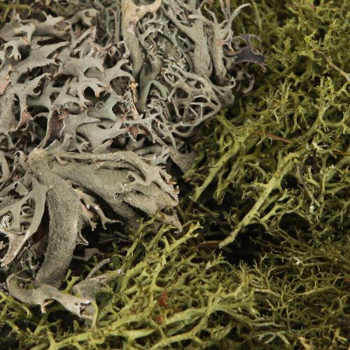 Artikel Deko Moos – echtes Moos und Flechte für Gestecke 250g